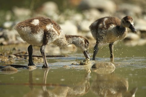 Egyptian goose (Alopochen aegyptiaca) young bird eating fish waste in a gravel pit, Allgäu,