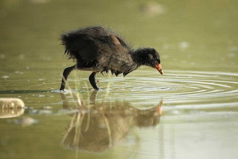 Green-footed moorhen (Gallinula chloropus) young bird foraging in the water of a gravel pit,
