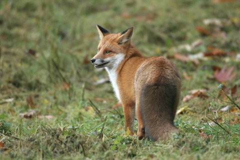 Red lynx (Vulpes vulpes) in thick winter fur, Allgäu, Bavaria, Germany, Allgäu, Bavaria, Germany