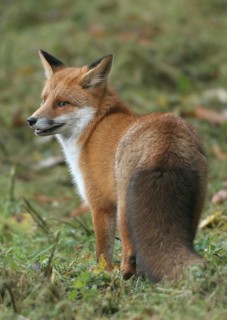Red lynx (Vulpes vulpes) in thick winter fur, Allgäu, Bavaria, Germany, Allgäu, Bavaria, Germany