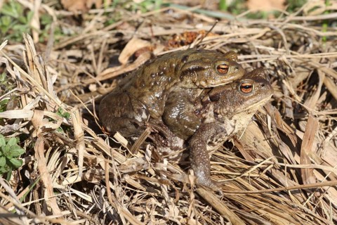 Common toads (Bufo bufo) Female carries male piggyback to spawning waters, Allgäu, Bavaria,