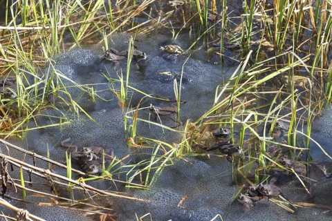 Grass frogs (Rana temporaria) among their spawning balls in the water, Allgäu, Bavaria, Germany,