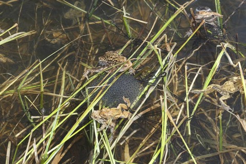 Common toads (Bufo bufo) in the water, among their spawning strings and a spawning ball of grass