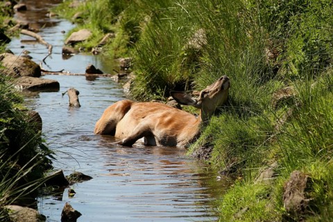 Red deer (Cervus elaphus) spitfire looking to cool off in a stream, Sweden, Scandinavia, Southern