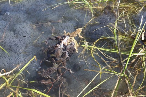 Grass frogs (Rana temporaria) harassing a common toad (Bufo bufo) in the water amidst their