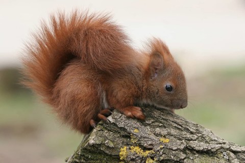 Squirrel (Sciurus) young, about 6 weeks old, Allgäu, Bavaria, Germany, Allgäu, Bavaria, Germany