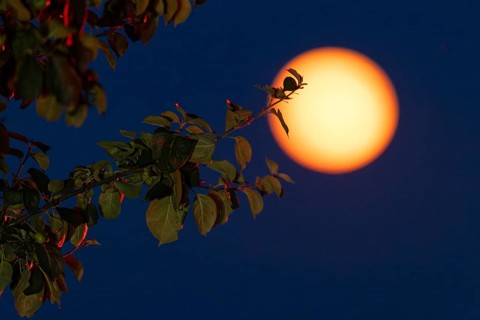 Full moon, (super moon) Münsterland, North Rhine-Westphalia