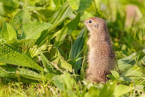 An adult European ground squirrel (Spermophilus citellus) or European souslik stands in a meadow