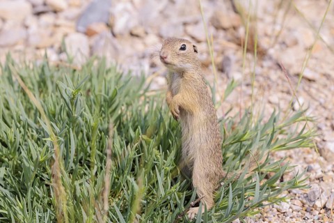 A young European ground squirrel (Spermophilus citellus) or European souslik stands on a gravel