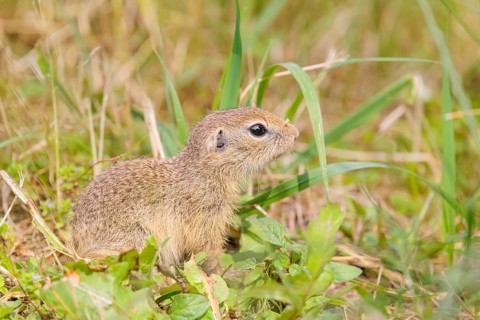 An adult European ground squirrel (Spermophilus citellus) or European souslik stands in a meadow