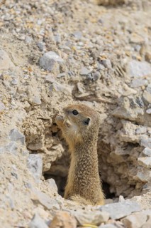 A young European ground squirrel (Spermophilus citellus) or European souslik stands on a gravel