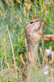 A young European ground squirrel (Spermophilus citellus) or European souslik stands in a meadow
