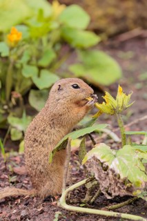 A European ground squirrel (Spermophilus citellus) or European souslik stands in an agricultural