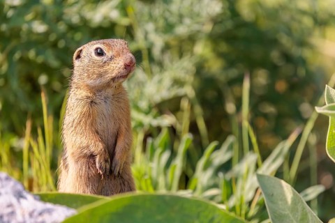An adult European ground squirrel (Spermophilus citellus) or European souslik stands in a meadow