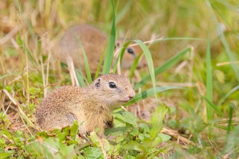 Two European ground squirrel (Spermophilus citellus) or European souslik stand in a meadow with