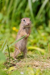 An adult European ground squirrel (Spermophilus citellus) or European souslik stands in a meadow