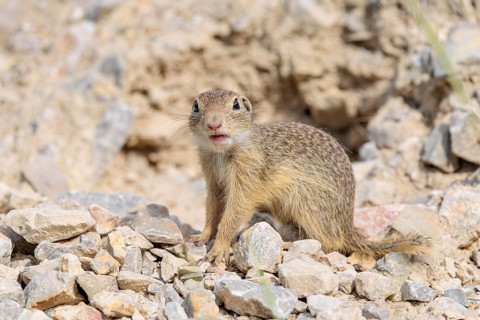 A young European ground squirrel (Spermophilus citellus) or European souslik stands on a gravel