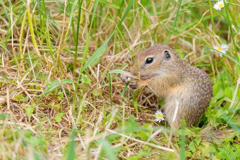 A young European ground squirrel (Spermophilus citellus) or European souslik stands in a meadow