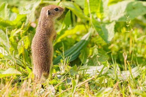 A young European ground squirrel (Spermophilus citellus) or European souslik stands in a meadow