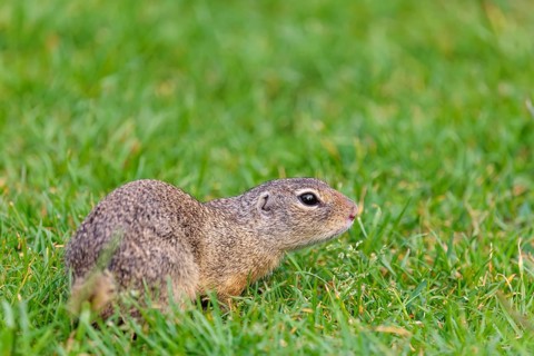 An adult European ground squirrel (Spermophilus citellus) or European souslik lies on a mowed green