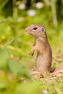 A young European ground squirrel (Spermophilus citellus) or European souslik stands in a meadow