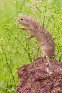 An adult European ground squirrel (Spermophilus citellus) or European souslik stands on a rock in a
