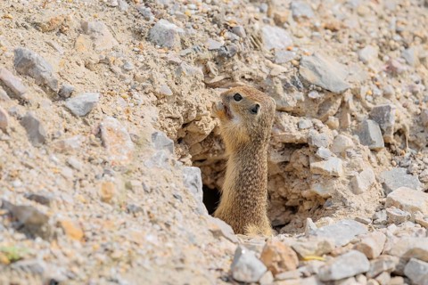 A young European ground squirrel (Spermophilus citellus) or European souslik stands on a gravel