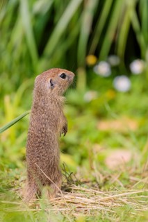 An adult European ground squirrel (Spermophilus citellus) or European souslik stands in a meadow