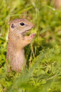 A young European ground squirrel (Spermophilus citellus) or European souslik stands in a meadow