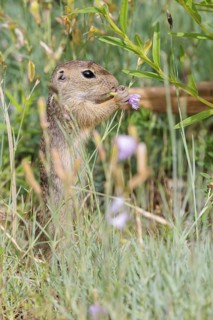 A young European ground squirrel (Spermophilus citellus) or European souslik stands in a meadow