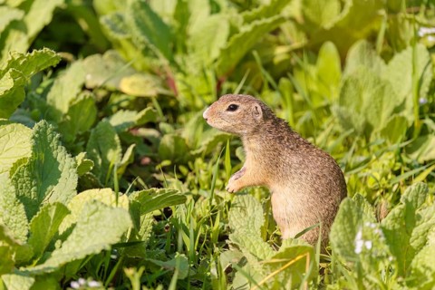 An adult European ground squirrel (Spermophilus citellus) or European souslik stands in a meadow
