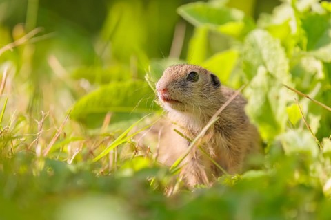 A young European ground squirrel (Spermophilus citellus) or European souslik stands in a meadow