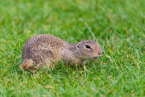 An adult European ground squirrel (Spermophilus citellus) or European souslik lies on a mowed green