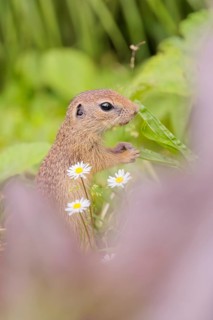 A young European ground squirrel (Spermophilus citellus) or European souslik stands in a meadow