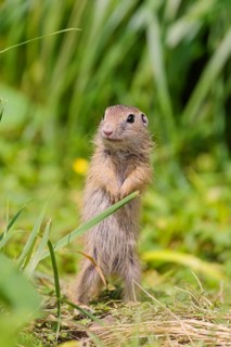 An adult European ground squirrel (Spermophilus citellus) or European souslik stands in a meadow