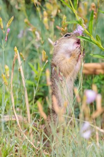 A young European ground squirrel (Spermophilus citellus) or European souslik stands in a meadow
