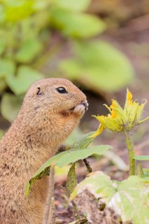 A European ground squirrel (Spermophilus citellus) or European souslik stands in an agricultural