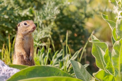 An adult European ground squirrel (Spermophilus citellus) or European souslik stands in a meadow