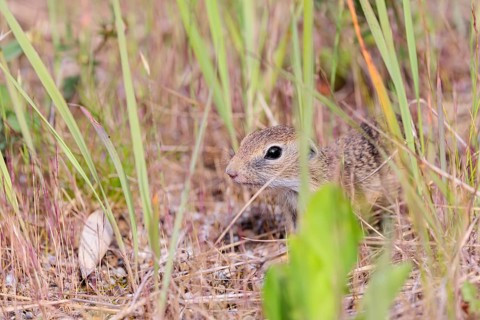 A young European ground squirrel (Spermophilus citellus) or European souslik stands on a gravel