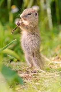 A young European ground squirrel (Spermophilus citellus) or European souslik stands in a meadow