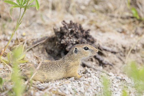A young European ground squirrel (Spermophilus citellus) or European souslik lies on a gravel hill