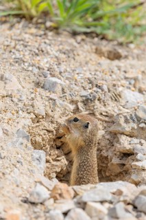 A young European ground squirrel (Spermophilus citellus) or European souslik stands on a gravel