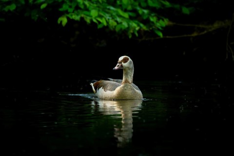 A Nile Goose (Alopochen aegyptiaca) swims comfortably on a pond in the forest, animal photo, nature