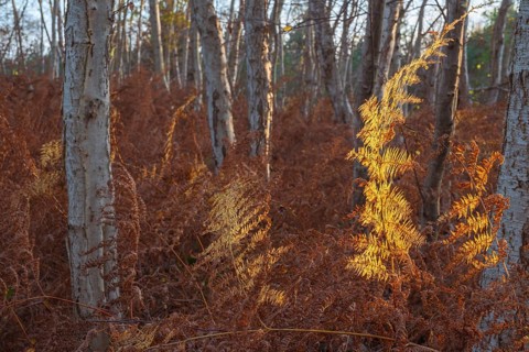 View of a dried fern leaf illuminated by evening light in autumn, sunset, landscape photo, Neustadt