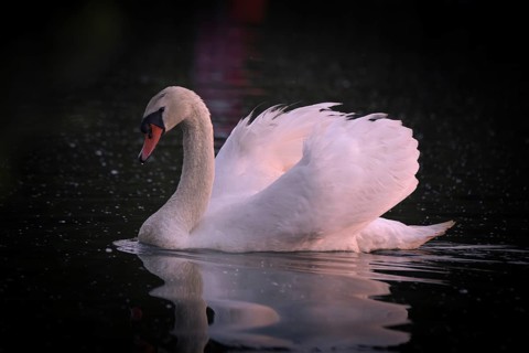 A Mute Swan (Cygnus olor) swimming on the Steinhuder Meer in the evening light, animal photo, bird,
