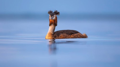 A great crested grebe (Podiceps Scalloped ribbonfish) swimming on the Steinhuder Meer, animal