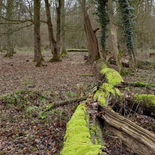 Deadwood in the forest... Hambach Forest, North Rhine-Westphalia, old, species-rich, natural