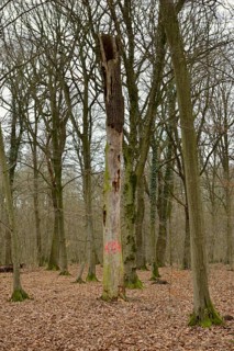 Dead, dead tree... Hambach Forest, North Rhine-Westphalia, old, species-rich, natural remaining