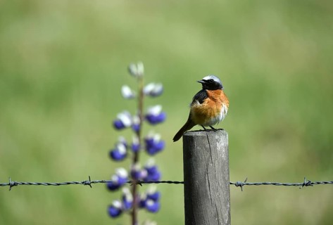 Common redstart (Phoenicurus phoenicurus) on a perch