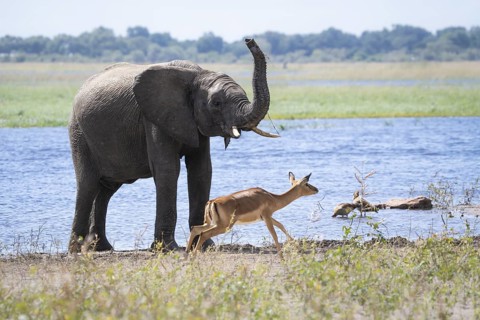 An African elephant (Loxodonta africana) lifts its trunk as an impala (Aepyceros melampus) runs